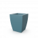 Blue Pine